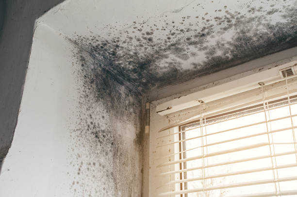 Affordable Black Mold Remediation solutions in Ardmore, PA