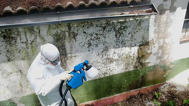 Top rated local Black Mold Remediation specialists in Ardmore, PA